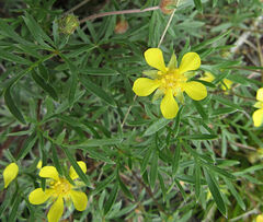 Potentilla bimundorum