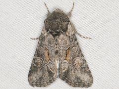 Lacinipolia acutipennis