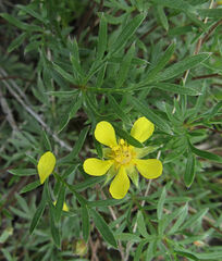 Potentilla bimundorum