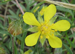 Potentilla bimundorum
