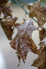 Apiognomonia errabunda