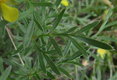 Potentilla bimundorum