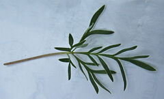 Potentilla bimundorum