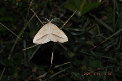 Lychnosea intermicata