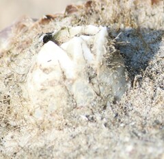 Amphibalanus eburneus