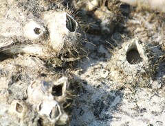 Amphibalanus eburneus