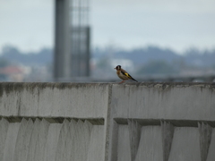 Carduelis carduelis britannica