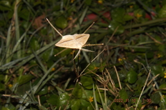 Lychnosea intermicata