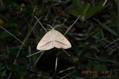 Lychnosea intermicata