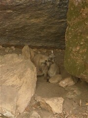 Osphranter bernardus