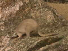 Osphranter bernardus