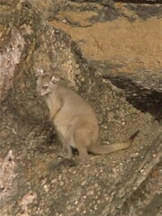 Osphranter bernardus