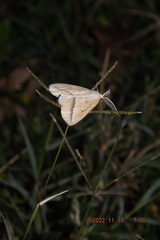 Lychnosea intermicata