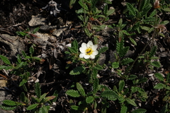 Dryas viscosa