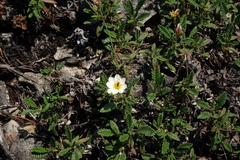 Dryas viscosa