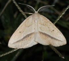 Lychnosea intermicata