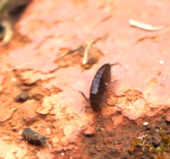 Arcitalitrus sylvaticus