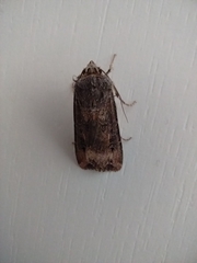 Agrotis ipsilon