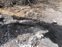 Microlophus albemarlensis