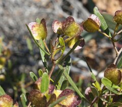 Dodonaea amblyophylla