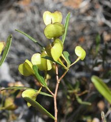 Dodonaea amblyophylla