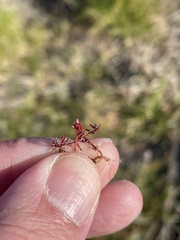 Crassula aquatica