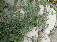 Polygonum plebeium