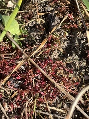Crassula aquatica