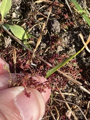 Crassula aquatica