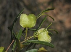 Dodonaea amblyophylla