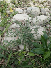 Polygonum plebeium
