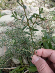 Polygonum plebeium