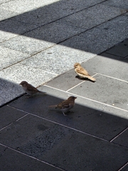 Passer domesticus