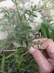 Polygonum plebeium