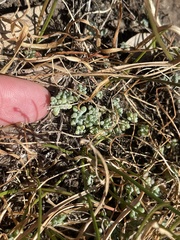 Sedum nuttallii