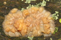 Fusicolla merismoides