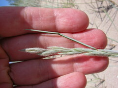 Elymus lanceolatus
