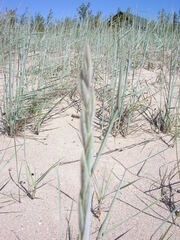 Elymus lanceolatus