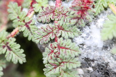 Synchytrium papillatum