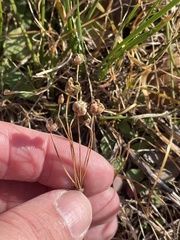 Nothoscordum bivalve