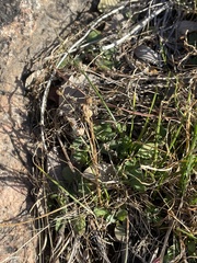 Nothoscordum bivalve