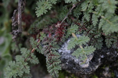 Synchytrium papillatum