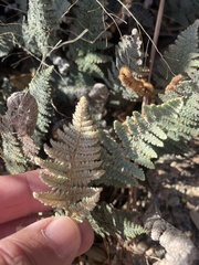 Myriopteris lindheimeri