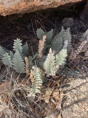 Myriopteris lindheimeri