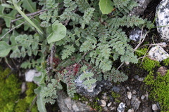 Synchytrium papillatum