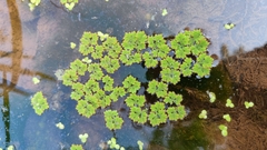 Azolla filiculoides