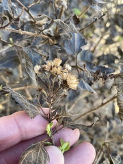 Ageratina havanensis