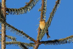 Empidonax fulvifrons