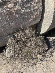 Ageratina havanensis