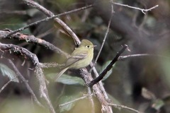 Empidonax affinis